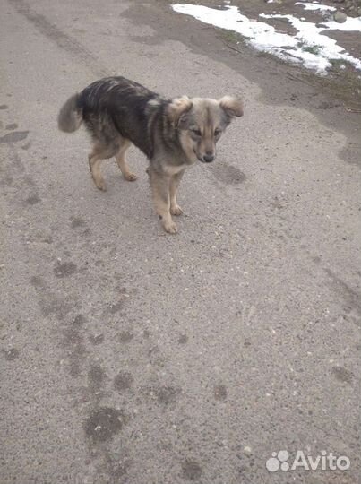 Собака в добрые руки