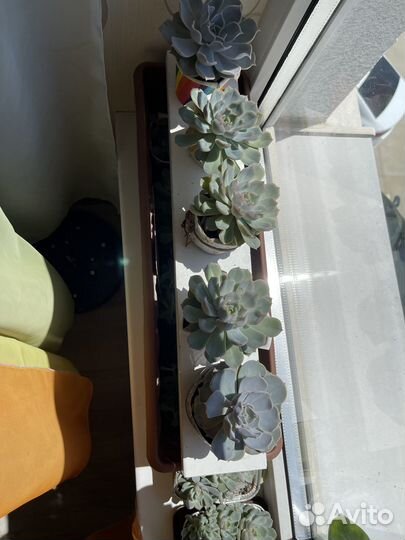 Сакуленты эчеверия