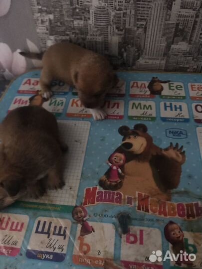 Продам щенков