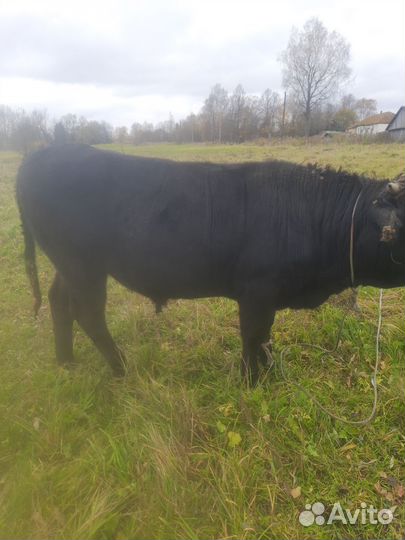 Быки и телки на мясо