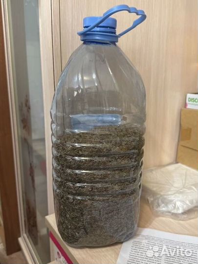 Семена укропа