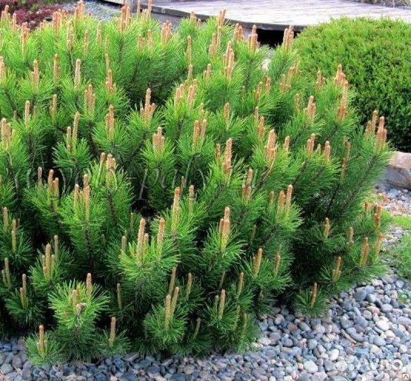 Сосна горная Пумилио