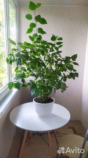 Гибискус китайская роза