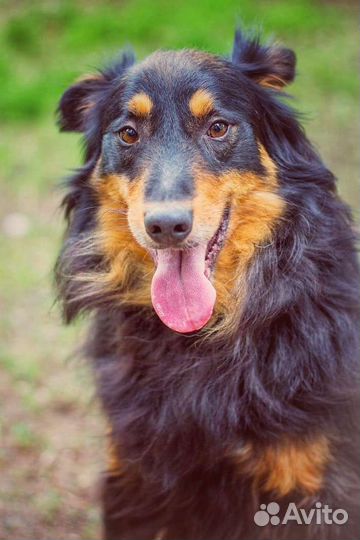 Собака в добрые руки