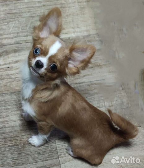 Чихуахуа мальчик