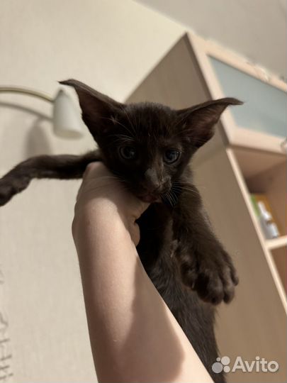 Ориентальная