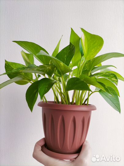 Домашние растения. Хлорофитум, фиалка, сциндаптус