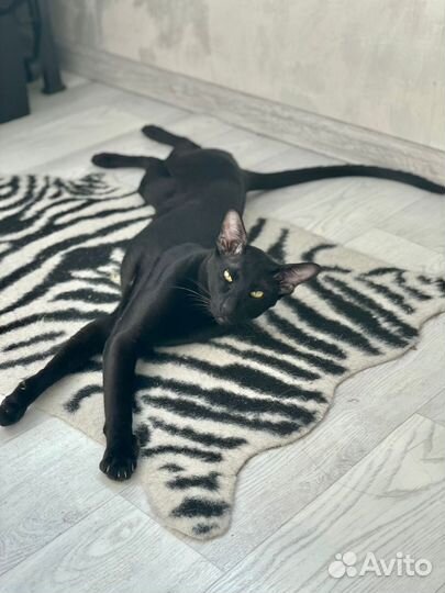 Ориентальные котята