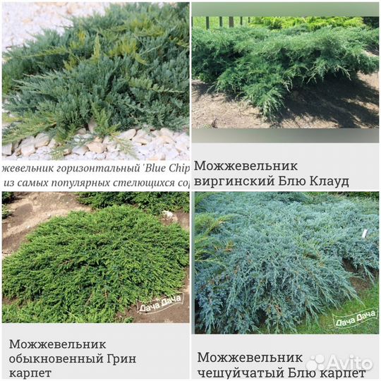 Саженцы хвойных