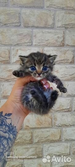 Коты бесплатно