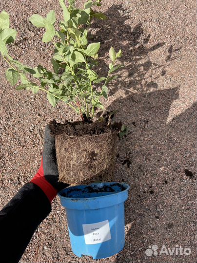 Голубика садовая саженцы 14 сортов