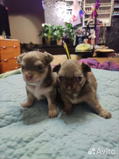 Щенки Чихуахуа