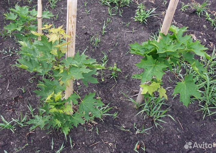 Саженцы сосны дуба клена