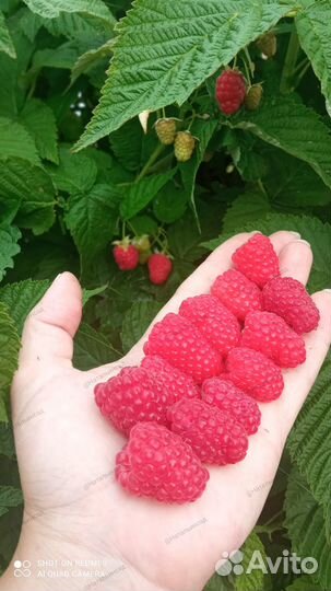 Малина сорт Жар-птица