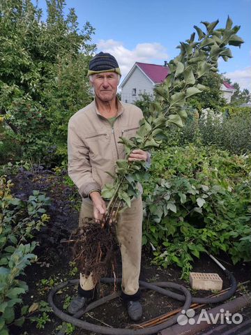 Садоводство