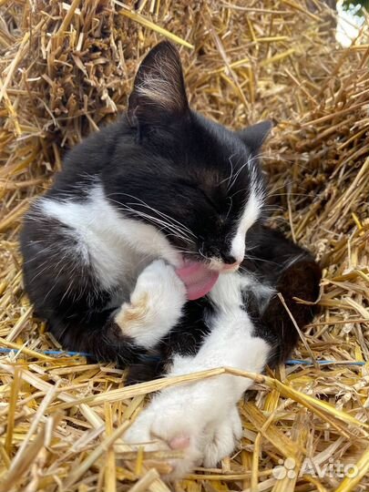 Обзорная экскурсия по Калининграду (детская)