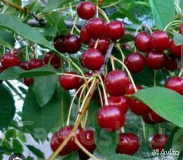 Саженцы вишни на ножке, войлочной вишни