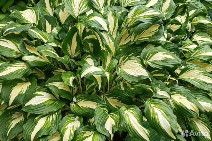 Хоста целый куст