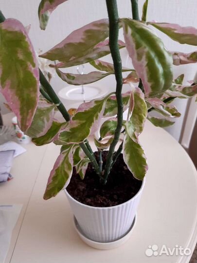 Роскошный фикус и Педилантус