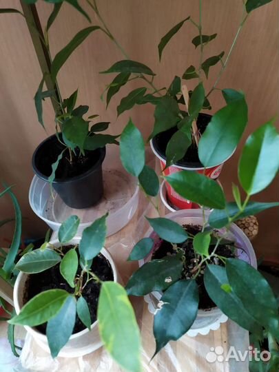 Комнатные растения