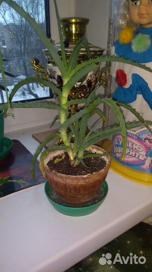 Комнатные цветы