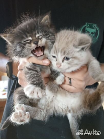 Кошки бесплатно