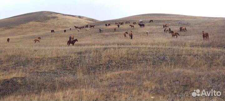 Лошади жеребята 2023 гр