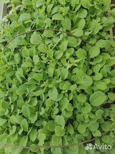 Рассада капусты