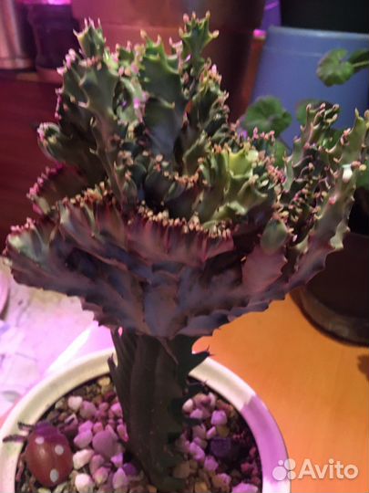 Эуфорбия лактея кристата