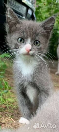 Кошки в добрые руки