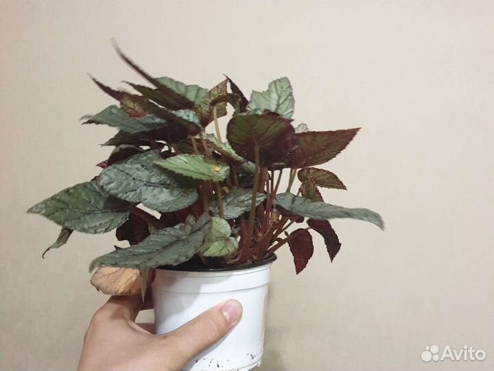 Бегония королевская