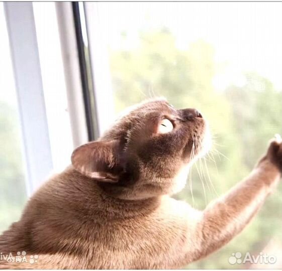 Москитная сетка Антикошка