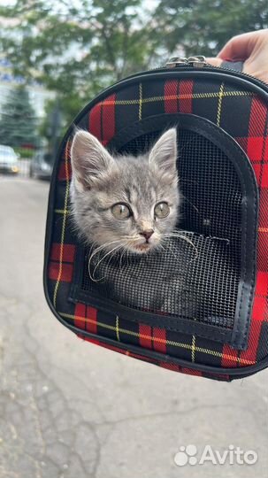 Котенок девочка