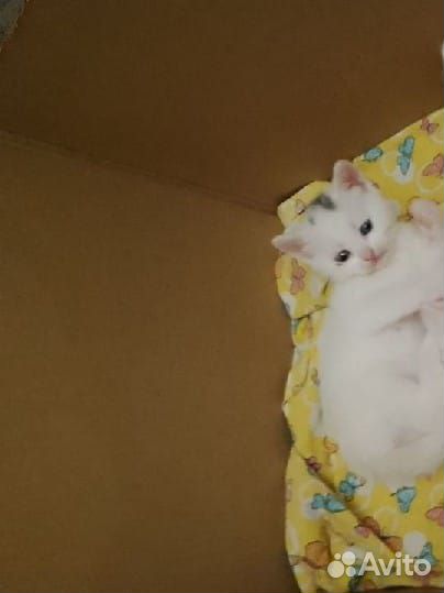 Британский вислоухий