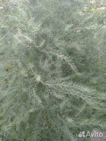 Аспарагус (ёлочка для букетов) садовый, корень