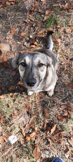 Маленький пёсик в добрые руки