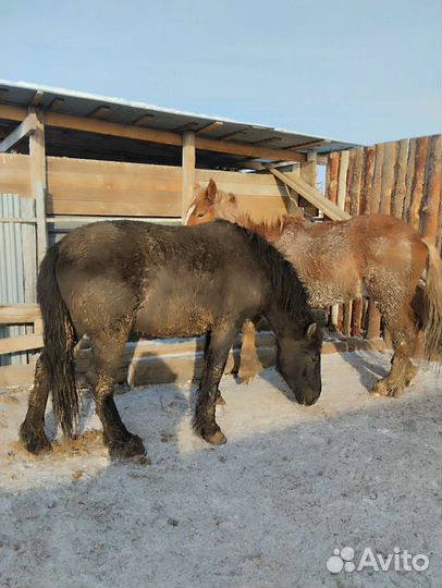 Лошади С откорма