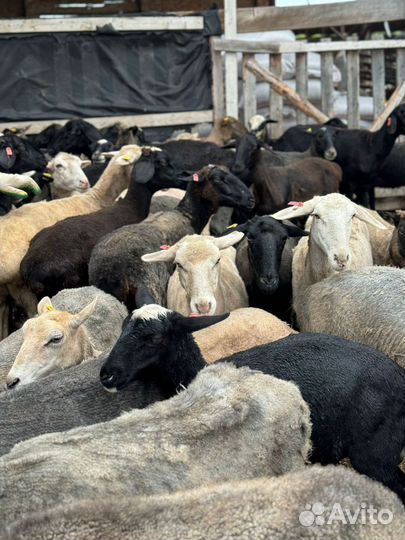 Овцы бараны