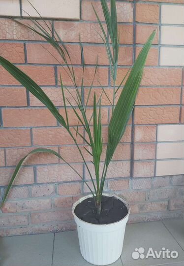 Пальма финиковая