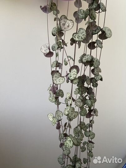 Церопегия вуди