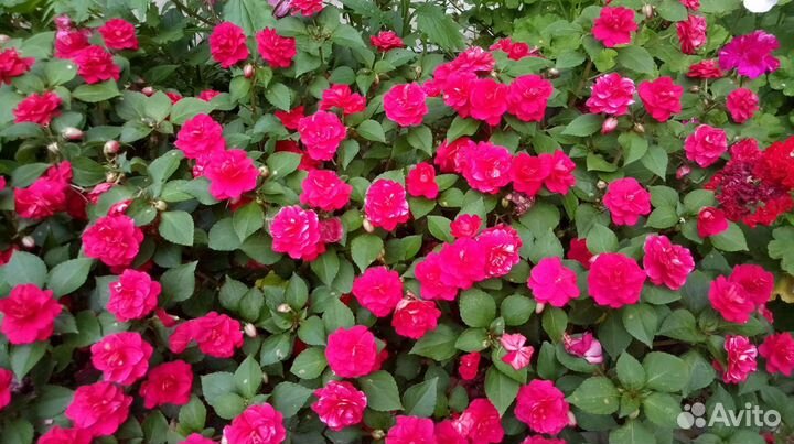 Бальзамин махровый, Ванька мокрый