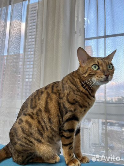 Бенгальская кошка в добрые руки