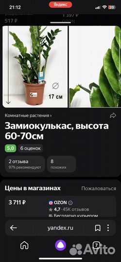 Замиокулькас