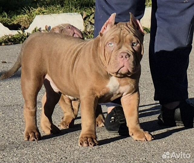 Американский булли покет