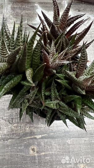 Хавортия, суккуленты