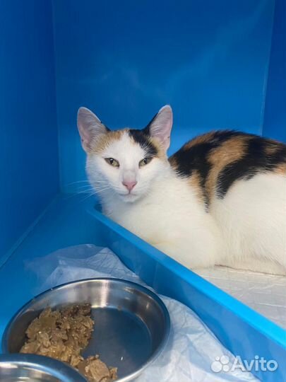 Нежная кошечка Масяня после операции ждёт улица