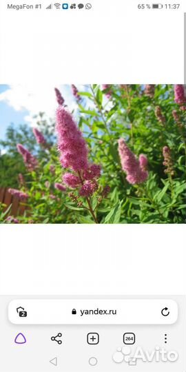 Кустарник Спирея розовая иволистая