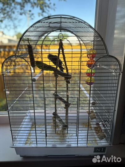 Волнистые попугаи