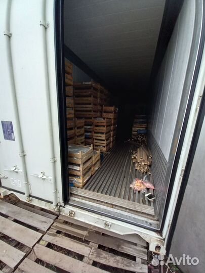 Саженцы фриго оптом клубники