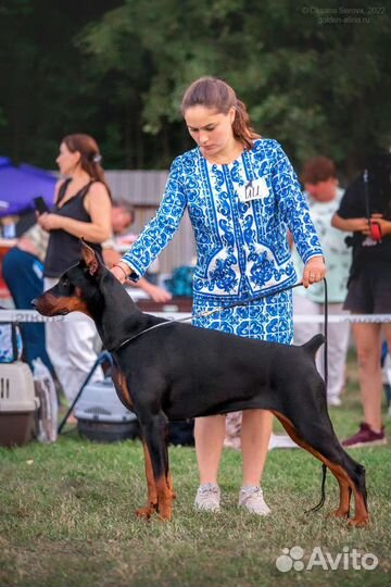 Услуги Хендлера (подготовка собак к выставкам)